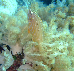 Pteragogus enneacanthus