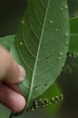 Deeringia polysperma