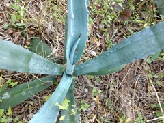 Agave americana