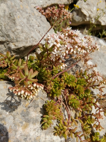 Bijeli žednjak (Sedum album)