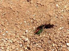 Platylyra californica