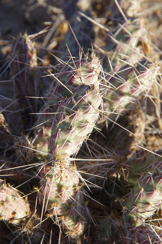 Image of Opuntia arenaria by (c) Eric Knight, some rights reserved (CC BY)