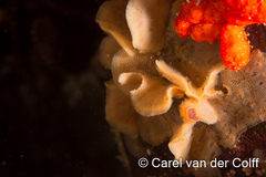 Calyptotheca nivea