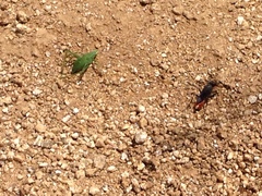 Platylyra californica