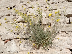 Aurinia sinuata