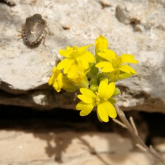 Aurinia sinuata