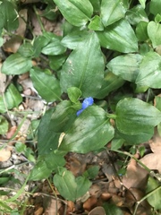 Commelina cyanea