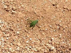 Platylyra californica