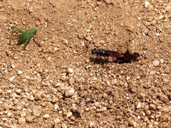 Platylyra californica