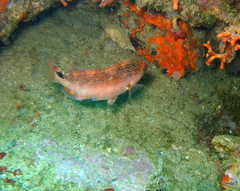 Symphodus mediterraneus