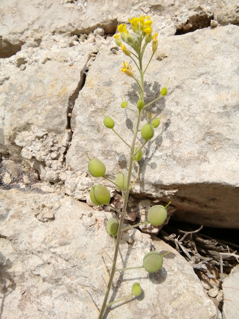 Wavy-leaved Alison