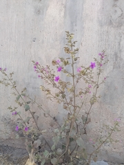 Mirabilis violacea