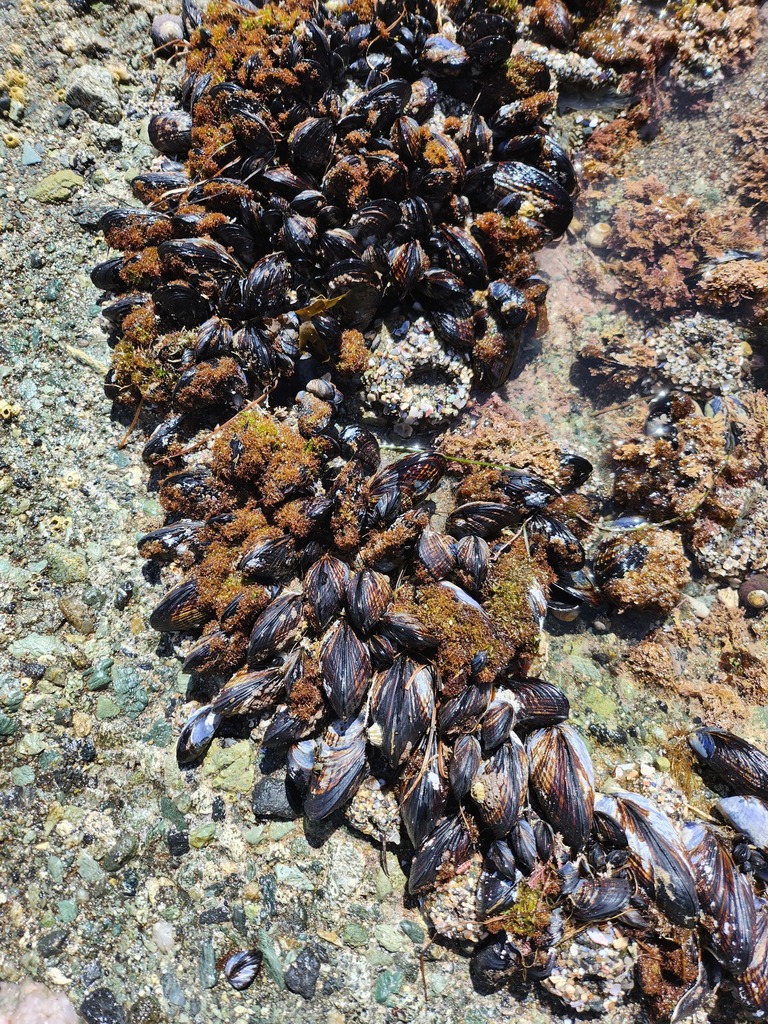 California Mussel from Dana Point, CA, USA on March 24, 2024 at 01:55 ...