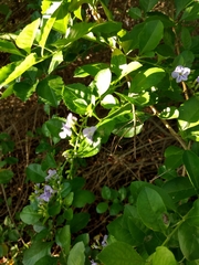 Duranta erecta