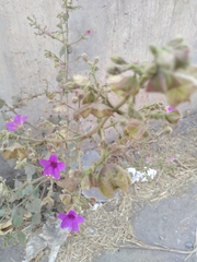 Mirabilis violacea