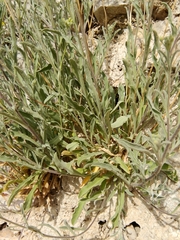 Aurinia sinuata