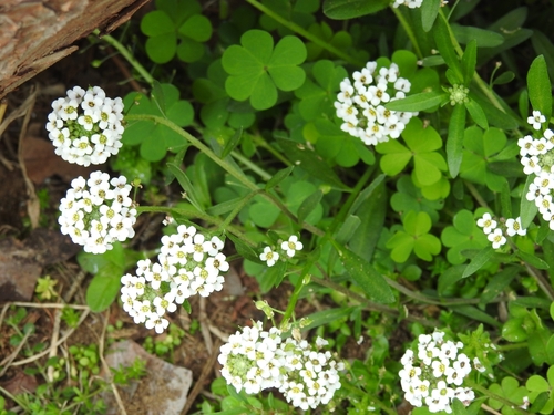 Sweet alyssum