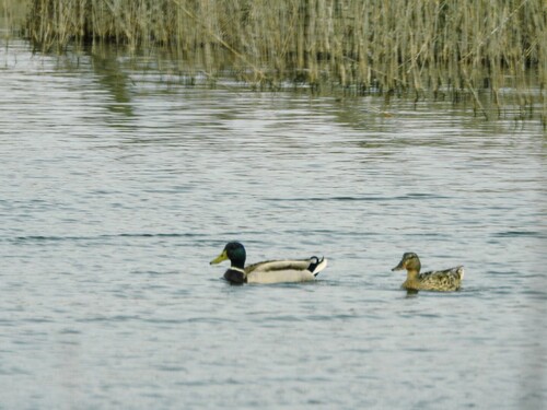 Canard colvert