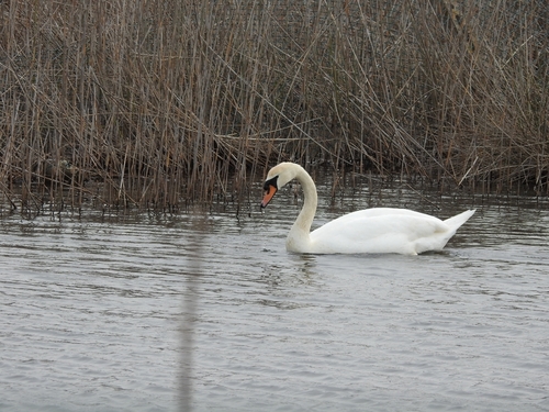 Cigno reale