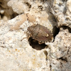 Holcostethus albipes