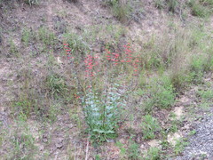 Penstemon murrayanus