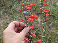 Penstemon murrayanus