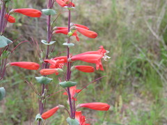 Penstemon murrayanus