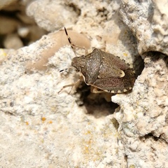 Holcostethus albipes