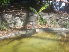 Crocodylia