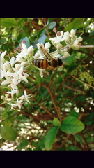 Apis mellifera