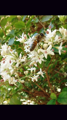 Apis mellifera