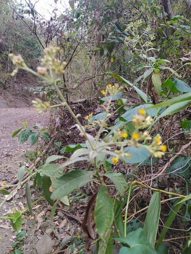 Foto de Assa peixe