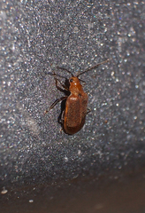 Galerucella grisescens