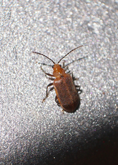 Galerucella grisescens