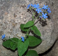 Brunnera orientalis