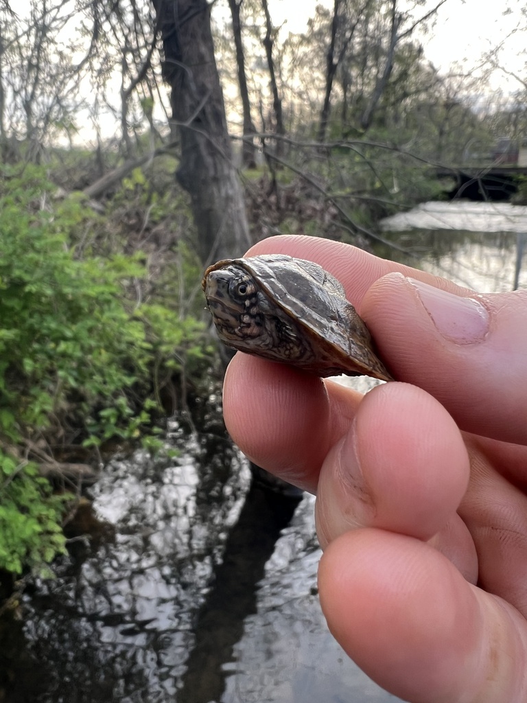 Stripe-necked Musk Turtle in March 2024 by Seamus O'Brien · iNaturalist