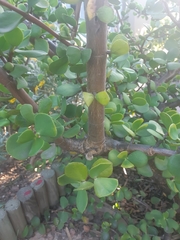 Portulacaria afra