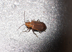 Galerucella grisescens