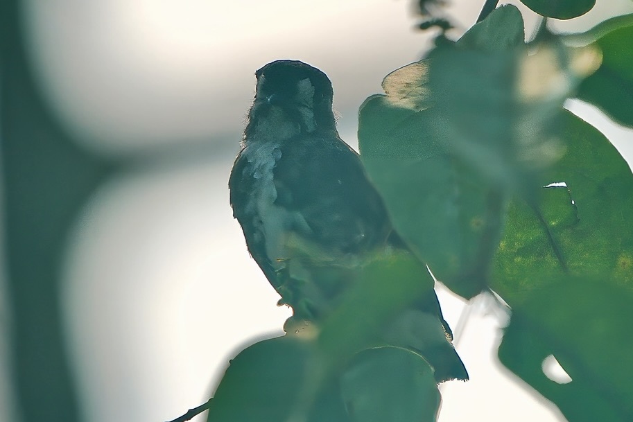 White-browed Purpletuft (Iodopleura isabellae), photo 5