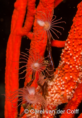 Tubulariidae