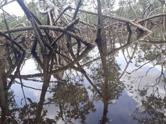 Rhizophora mangle
