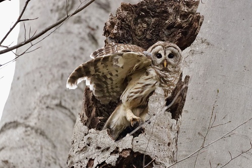 Barred Owl photographed in Kentucky