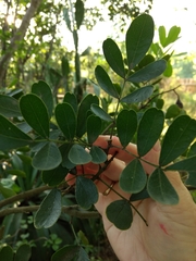 Dermatophyllum secundiflorum