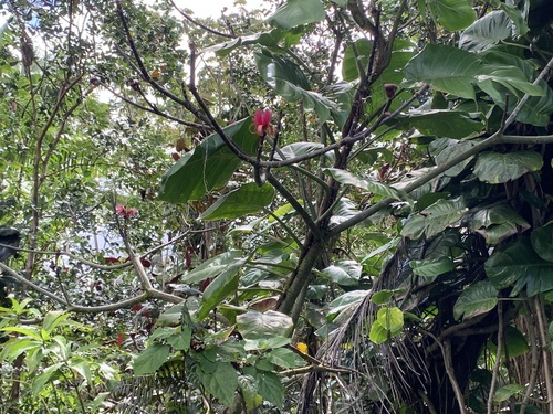 Pseudobombax ellipticum observed 2024-03-31