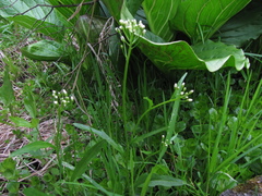 Cardamine bulbosa