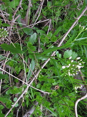 Cardamine bulbosa