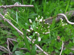 Cardamine bulbosa