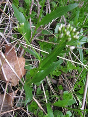 Cardamine bulbosa