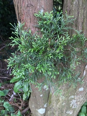 Calocedrus