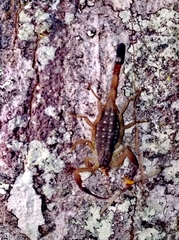 Lychas scutilus
